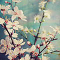Flower Season