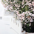 Blush Oleander