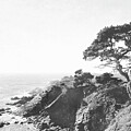 Cypress Above Rocky Coast 2